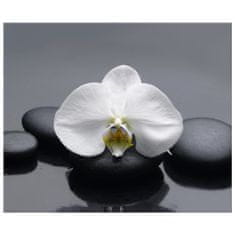 ZUTY Obrazy na stěnu - Bílá orchidej, 60x50 cm